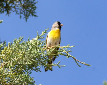 GOLDFINCH, LAWRENCE'S (6-4-08) carrizo, sauciito ranch, carrizo plain nat monument, san luis obispo, ca -02