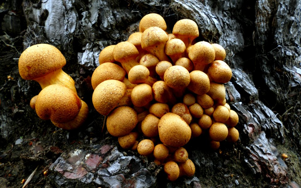 Gymnopilus junonius.