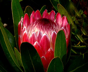 Protea aristata