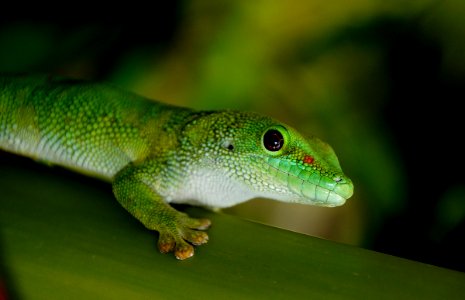 Madagascan Day Gecko. (Phelsuma madagascariensis madagascariensis)