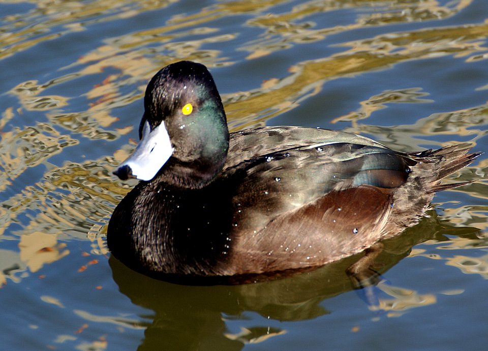 NZ Scaup/Black Teal ( Aythya novaeseelandiae)