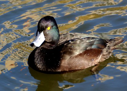 NZ Scaup/Black Teal ( Aythya novaeseelandiae) photo