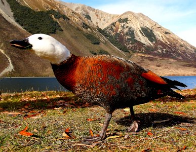 Shell duck female.