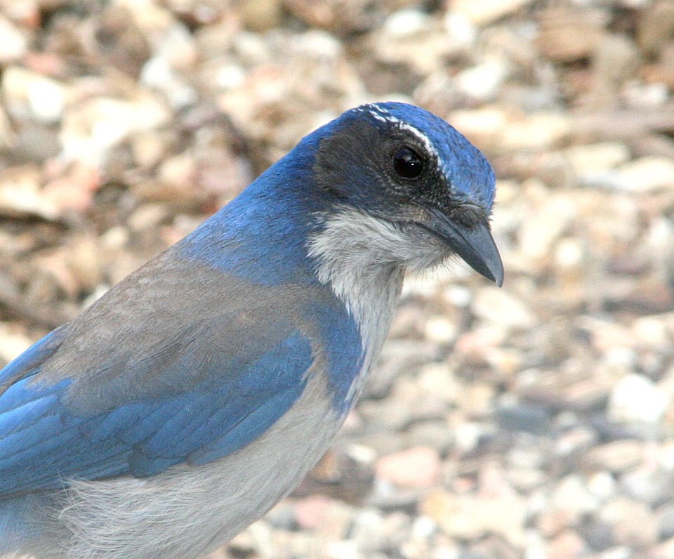 JAY, WESTERN SCRUB (3-14-08) -02