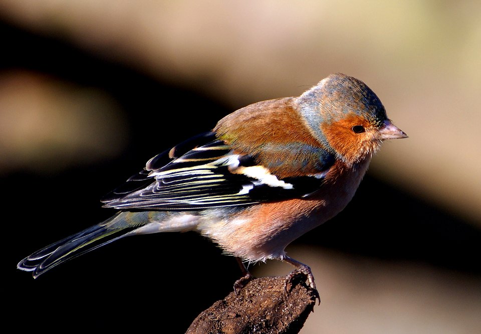 Male Chaff Finch.(Fringilla coelebs)
