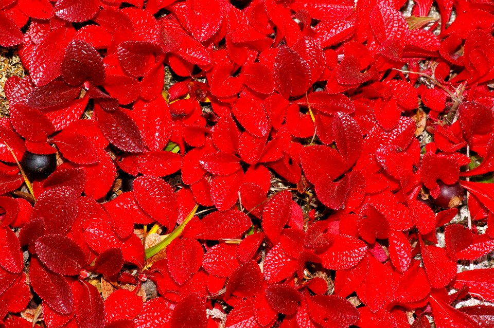 THE BIG ROCK GARDEN
