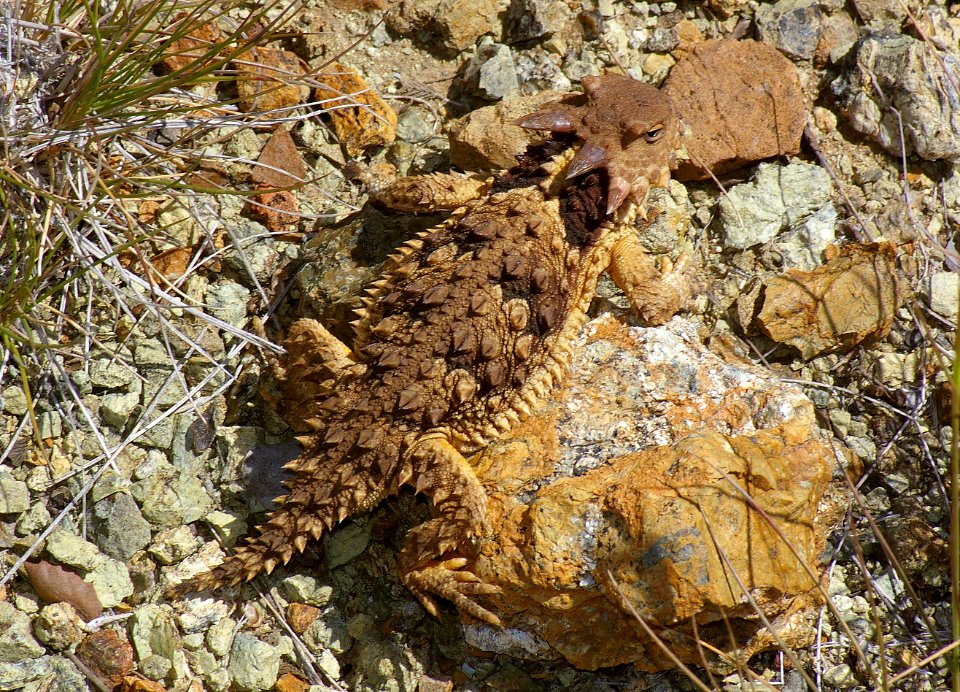 HORNED LIZARD, COAST (phrynosoma coronatum) (6-14-08) cerro alto north ridge, slo co, ca -01