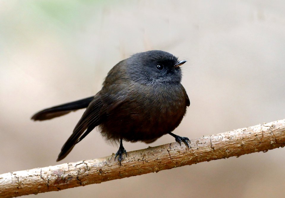 New Zealand fantail (Rhipidura fuliginosa)
