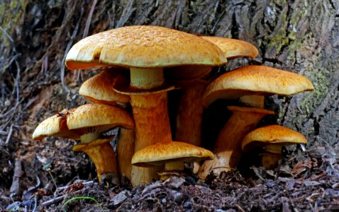 Laughing Jim (Gymnopilus junonius) photo