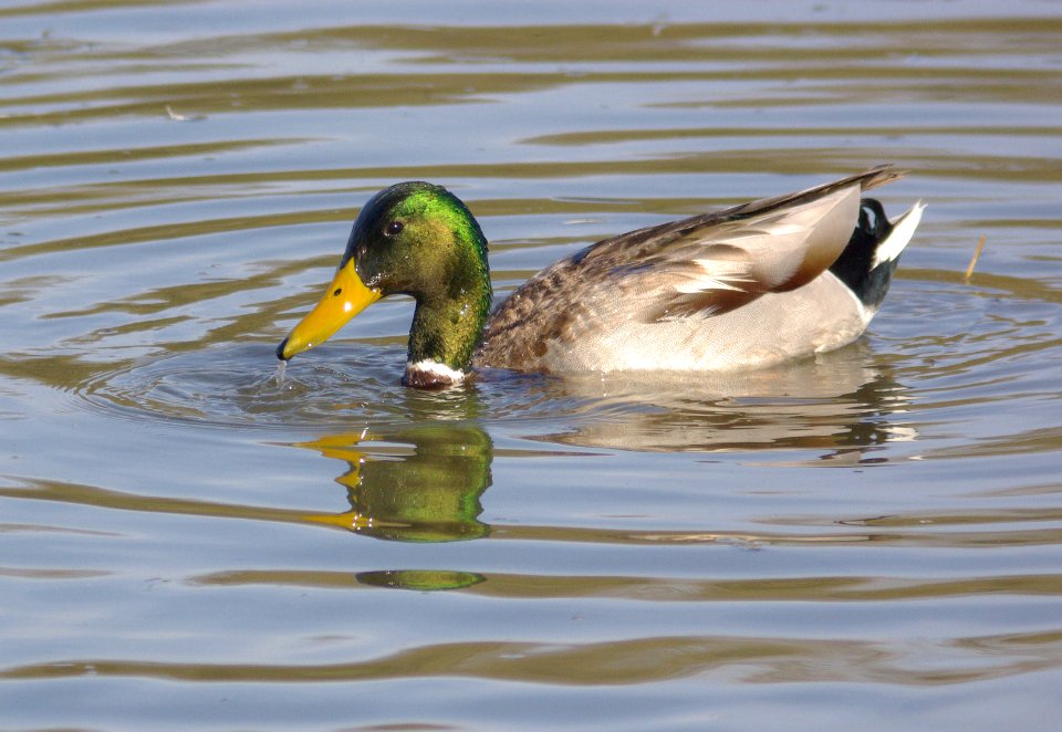 MALLARD (11-27-07) male, oso -1