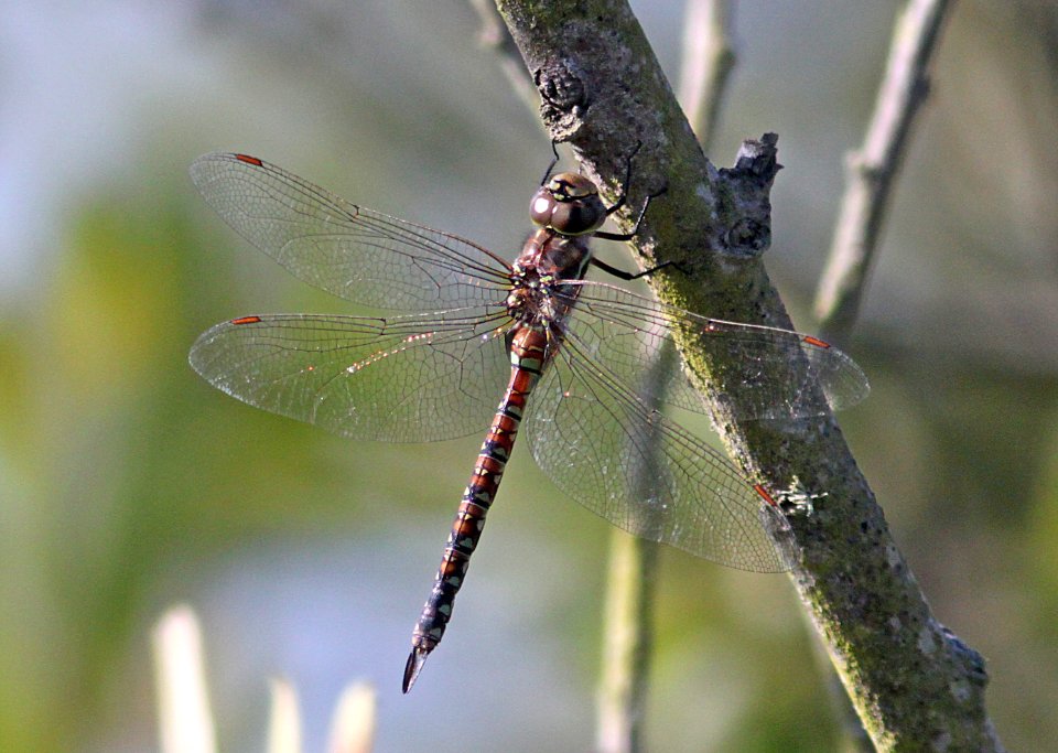 DARNER, BLUE-EYED (rhionaeschna multicolor) (7-13-09) female, green form, oso flaco lake, slo co, ca -04