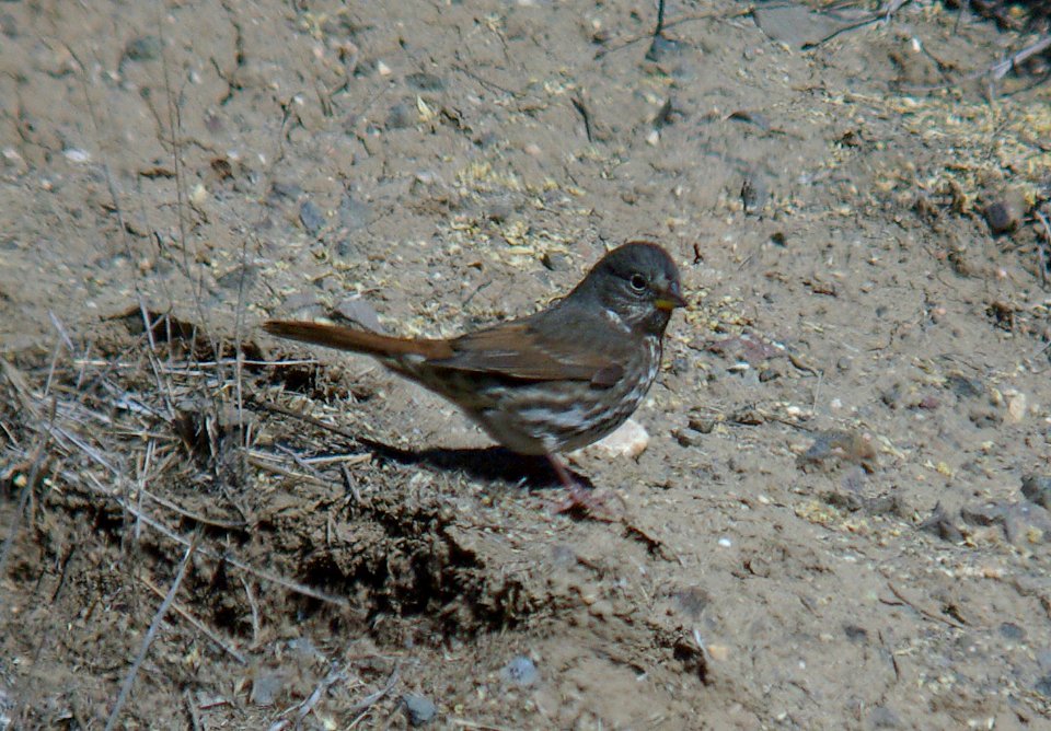 SPARROW, FOX (1-7-07) slate-colored, quail springs -2