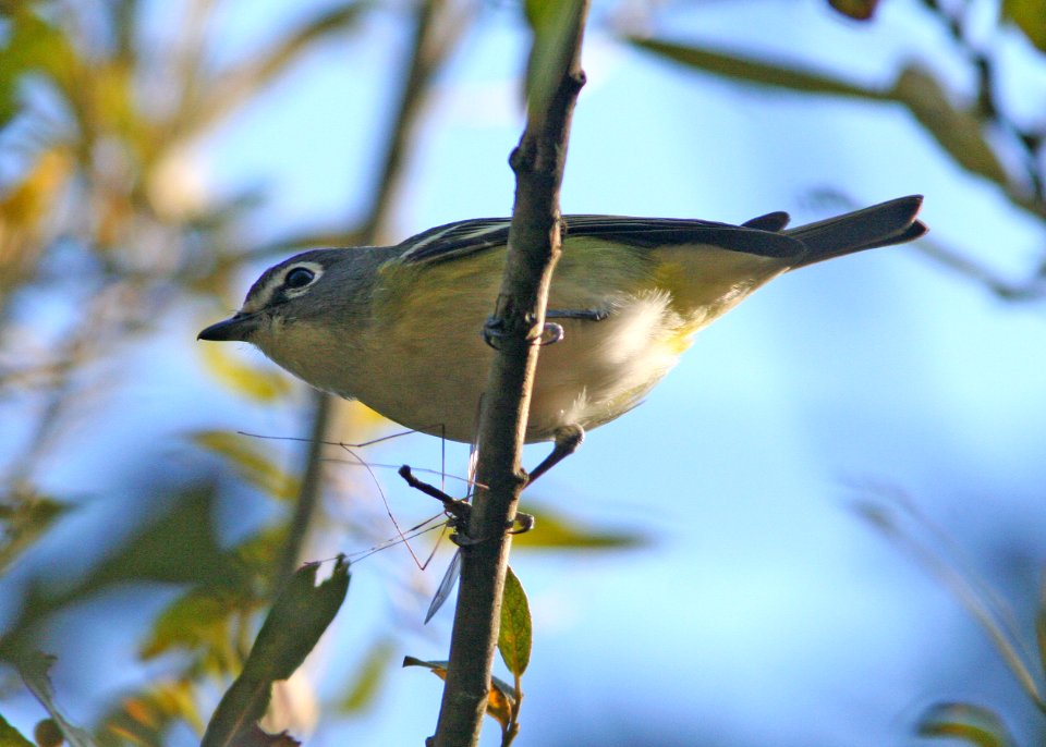 VIREO, BLUE-HEADED (12-3-08) pecho willows, los osos, slo co, ca -04