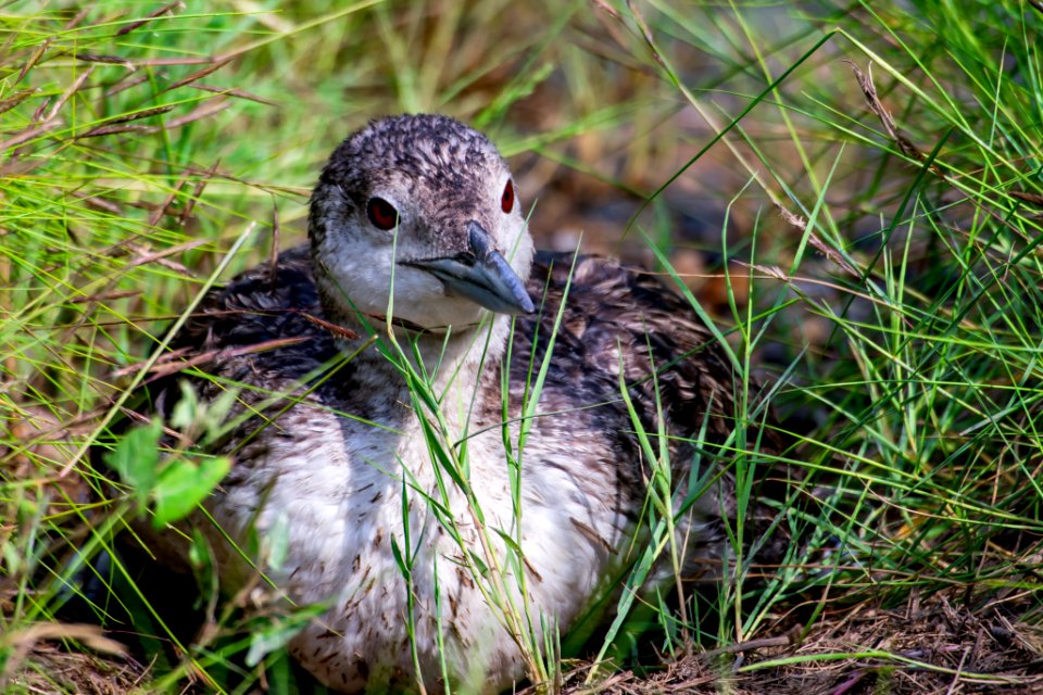 Juvenile Common Loon