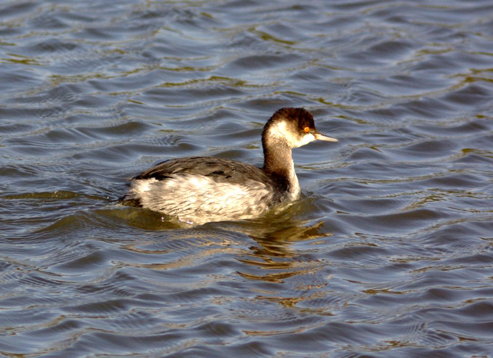 GREBE, EARED (11-27-07) oso -1
