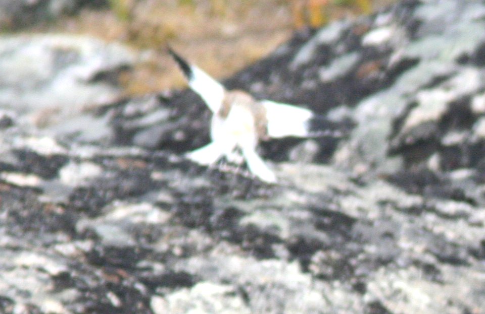 POSSIBLE MC KAY'S BUNTING (9-11-08) Gambell, Ak -10