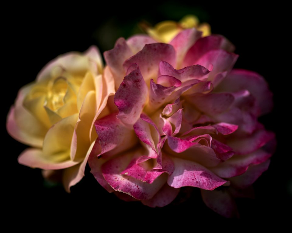 Blumen gehen immer