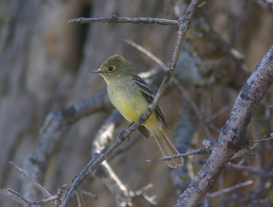 FLYCATCHER, PACIFIC-SLOPE (5-10-09) 1.7 mile rd, carrizo -08