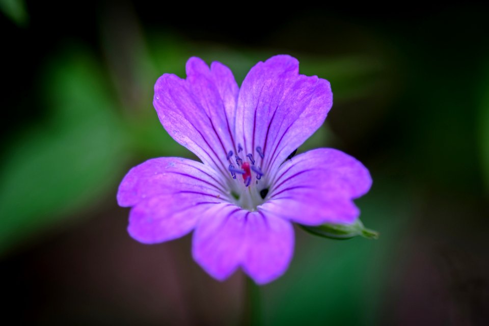 Blumen gehen immer