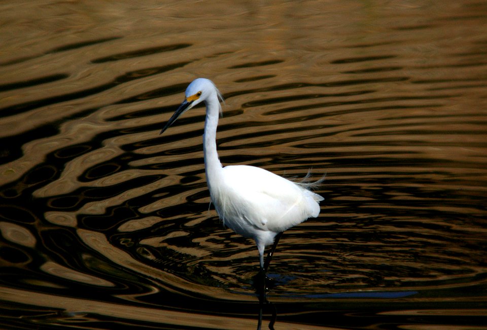 EGRET, SNOWY (11-16-07) atscadero -01