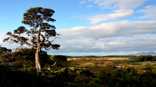 Ruakaka landscape. NZ. photo