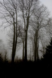 trees in the mist