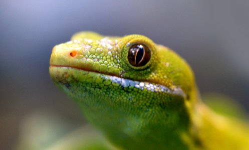 Northland green gecko photo