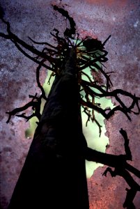 117 tree+