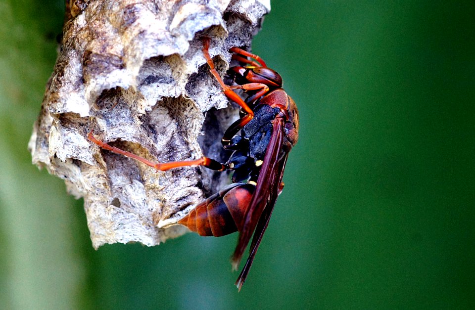 Australian paper wasp.