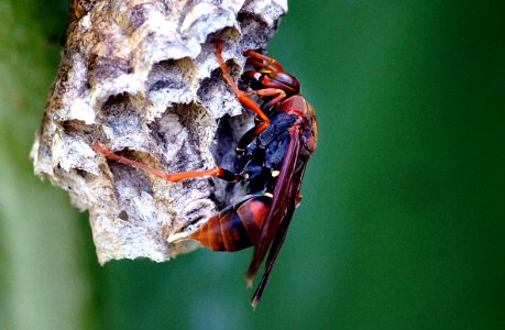 Australian paper wasp. photo