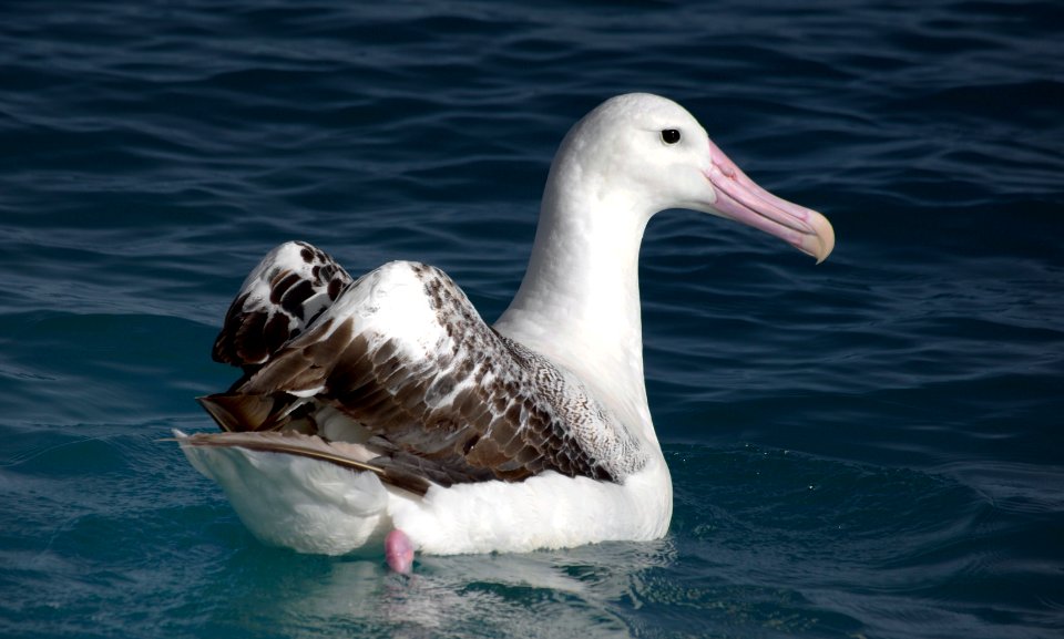 Wandering Albatross.
