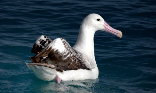 Wandering Albatross. photo