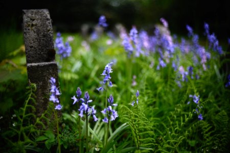 Neulich auf dem Friedhof