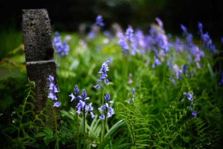 Neulich auf dem Friedhof photo