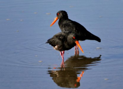 The variable oystercatcher (Haematopus unicolor) photo