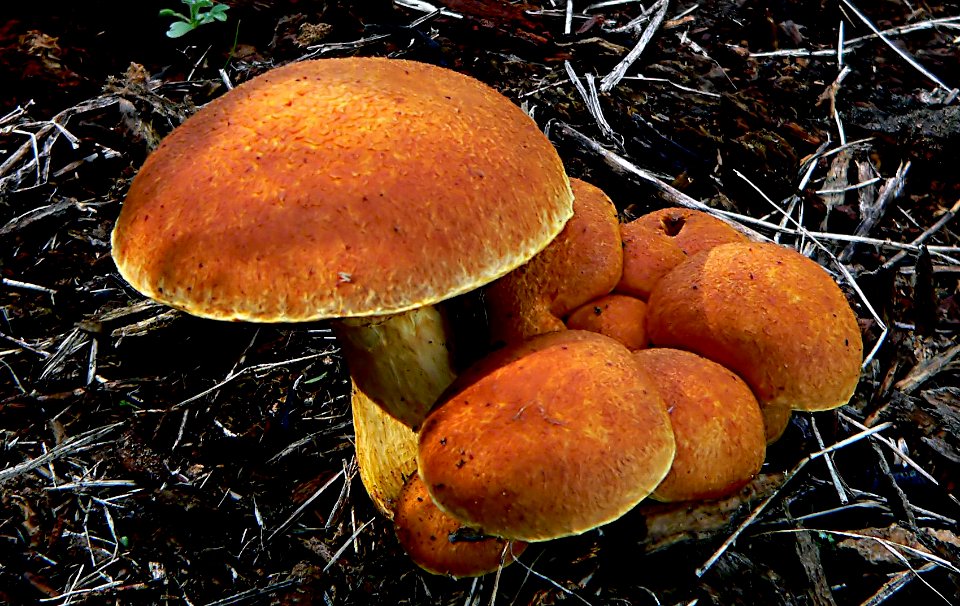 Gymnopilus junonius