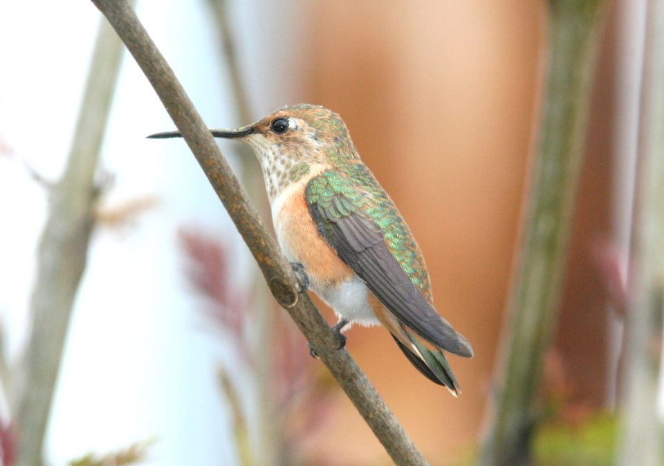 HUMMINGBIRD, ALLEN'S (5-24-09) imm male, canet rd -01