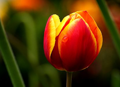 The tulip. photo