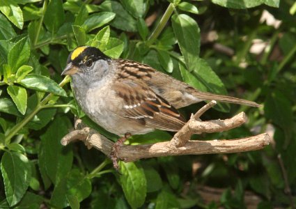 SPARROW, GOLDEN-CROWNED (4-28-09) canet -1