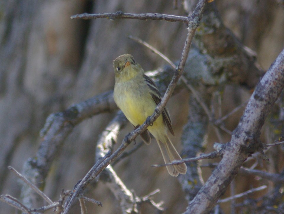 FLYCATCHER, PACIFIC-SLOPE (5-10-09) 1.7 mile rd, carrizo -07