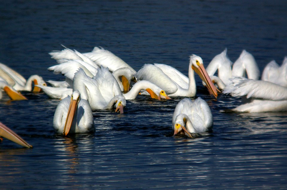 PELICAN, WHITE (11-16-07) atascadero -3
