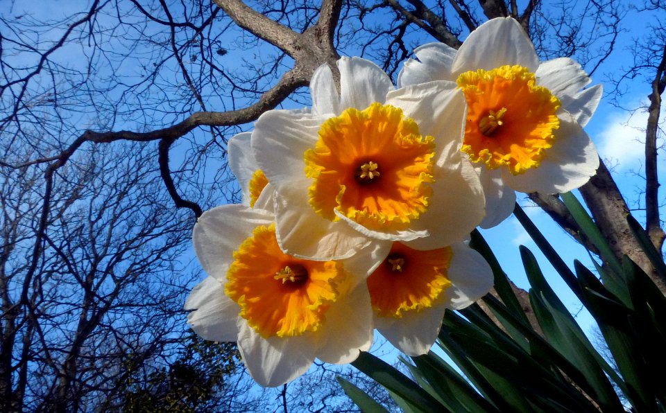 Daffodils.