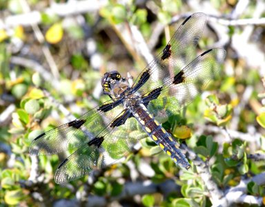 SKIMMER, HOARY (libellula nodisticta) fem, cerro alto north ridge, san luis obispo co, ca -5