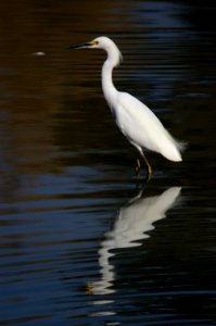 EGRET, SNOWY (11-16-07) atscadero -02