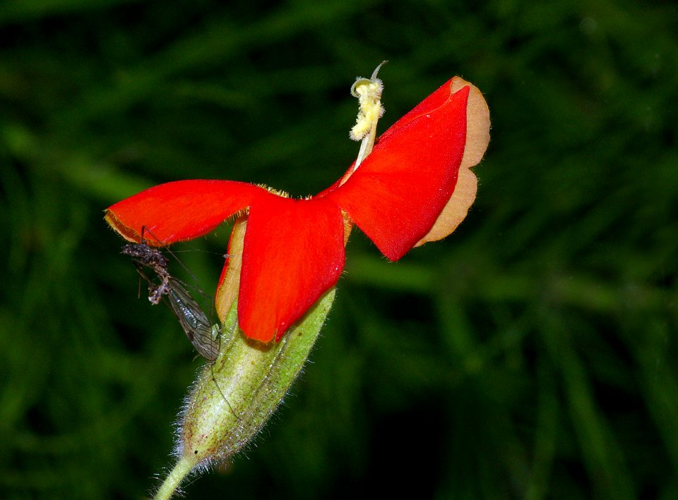 MONKEY FLOWER, SCARLET (mimulus tricolor) (6-14-08) cerro alto c g area, san luis obispo co, ca