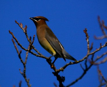 WAXWING, CEDAR (11-16-07) -2