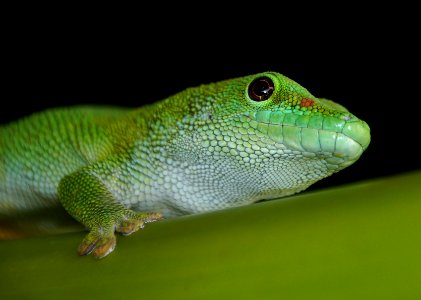 Madagascar Day Gecko photo