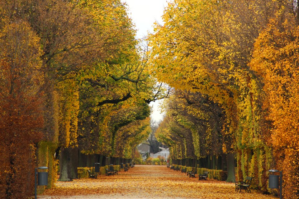 Vienna leaves autumn
