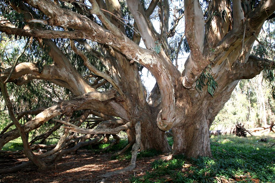 NORTH COAST -152 san simeon point