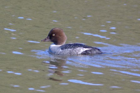 GOLDENEYE, COMMON (11-27-07) fem, oso -02